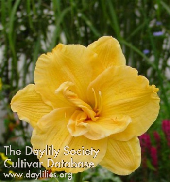 Daylily Little Carnation